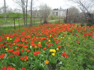 Фото: Луковицы тюльпанов для сада или выгонки