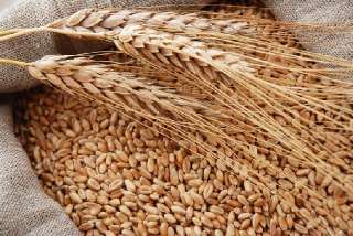 Объявление с Фото - Зерно пшеницы урожай 2023 на корм животным и птицы