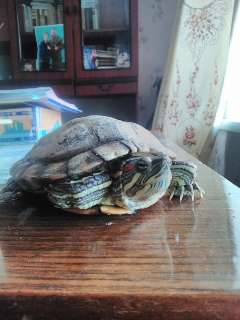 Фото: Красноухая черепаха с аквариумом