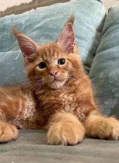 Фото: Котята мейн Кун рыжего окраса