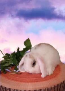 Фото: Карликовые кролики для разведения из Питомника