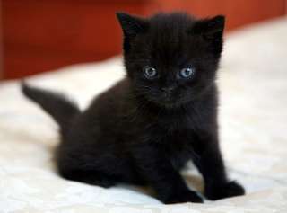 Фото: Милые красивые малыши. черные пантерки.