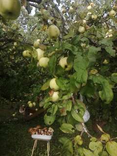 Фото: Яблоки. крупная антоновка