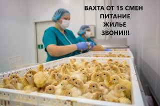 Объявление с Фото - Упаковщик на птицефабрику вахта Москва
