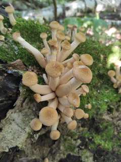 Фото: Маринованные грибы.