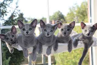 Фото: Русские голубые котята с европейскими родословными