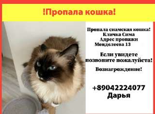 Объявление с Фото - Пропала сиамская кошка