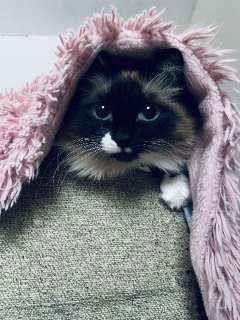 Фото: Пропала сиамская кошка