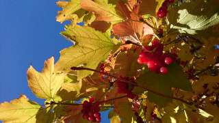 Фото: Виноград винный, яблоки, калина