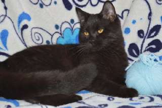 Фото: Кошечка черная шотландская прямоухая.