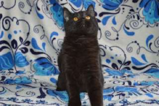 Фото: Кошечка черная шотландская прямоухая.