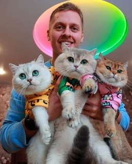 Объявление с Фото - Британские кошки и котята
