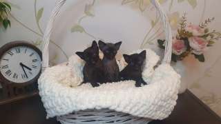 Фото: Клубные котята девон-рекс