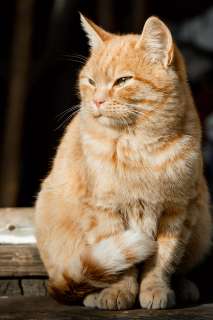 Фото: Пристроим молодого рыжего котика. Живёт на даче.