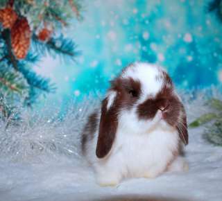 Объявление с Фото - вислоухие мини-крольчата на новый год