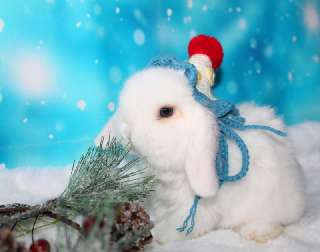 Фото: вислоухие мини-крольчата на новый год