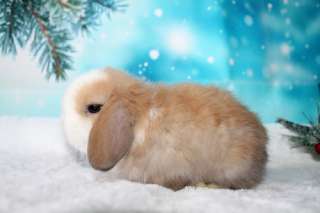 Фото: вислоухие мини-крольчата на новый год