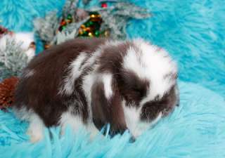 Фото: вислоухих мини-крольчат на новый год