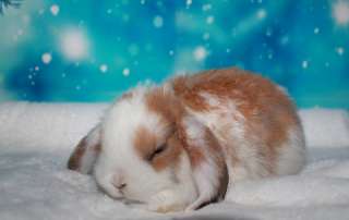 Фото: вислоухих мини-крольчат на новый год
