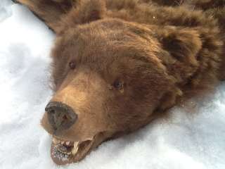 Фото: Медвежья шкура выделанная