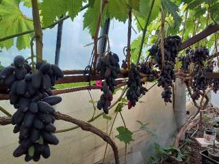Фото: Черенки и саженцы винограда