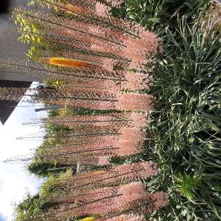 Фото: Посадочный материал цветов эремурусов.