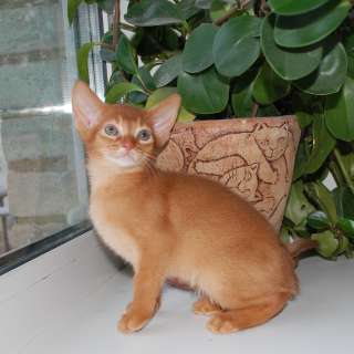 Фото: Абиссинские котята из официального питомника