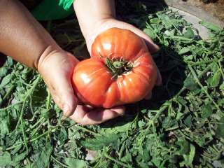 Объявление с Фото - Семена  редких  коллекционных сортов томатов