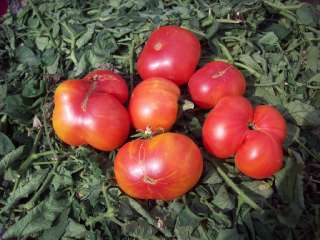 Фото: Семена  редких  коллекционных сортов томатов