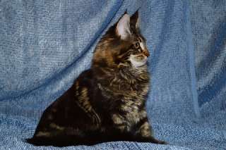 Фото: Котята мейн-кун мраморного окраса.