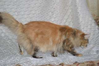 Фото: Котята мейн-кун мраморного окраса.