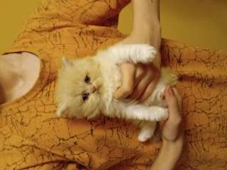 Фото: Персидские котята