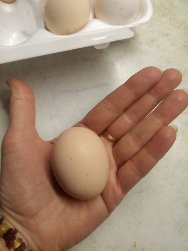 Фото: Яйца домашние