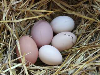 Фото: Куриные яйца от домашних кур-несушек