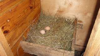 Фото: Куриные яйца от домашних кур-несушек