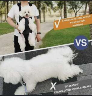 Фото: Рюкзак-кенгуру для мелких собак и кошек
