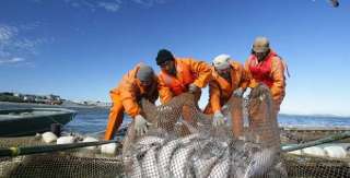 Объявление с Фото - Камчатская рыбодобывающая компания на Путину 2024 предлагает работу
