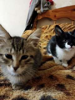 Фото: Передержка кошек, котят