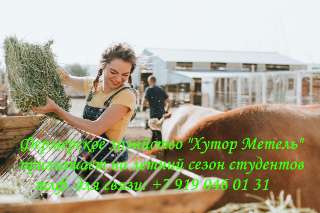 Объявление с Фото - Для работы на ферме «Хутор Метель», на летний сезо