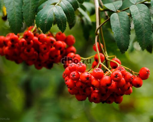 Фото: Куплю рябину в гроздях красную/чёрную, оптом