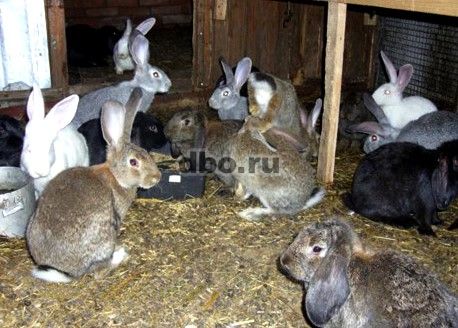 Фото: Кролики разных пород