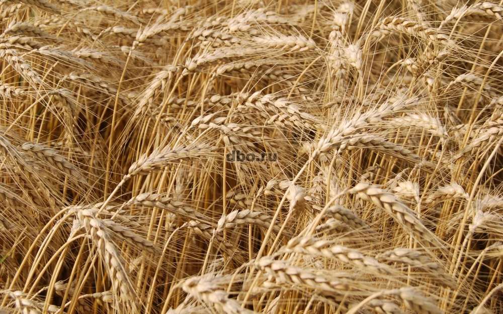 Фото: Продаем, пшеницу, овес, кукурузу, ячмень, семечку