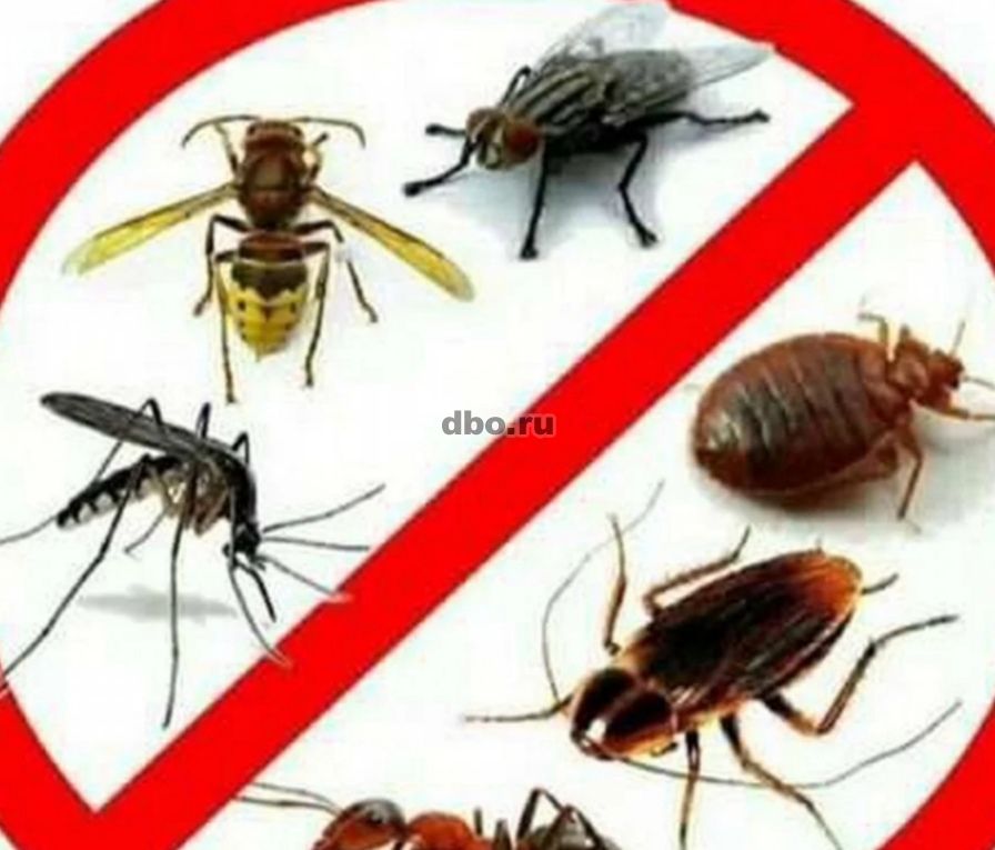 Фото: Уничтожение всех видов насекомых, грызунов
