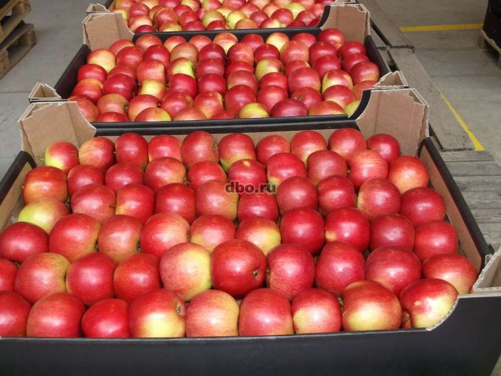 Фото: Яблоки оптом от производителя