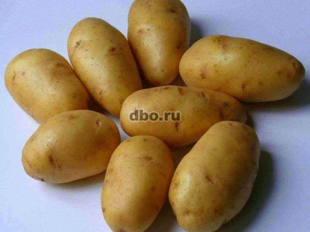 Фото: Продам картофель