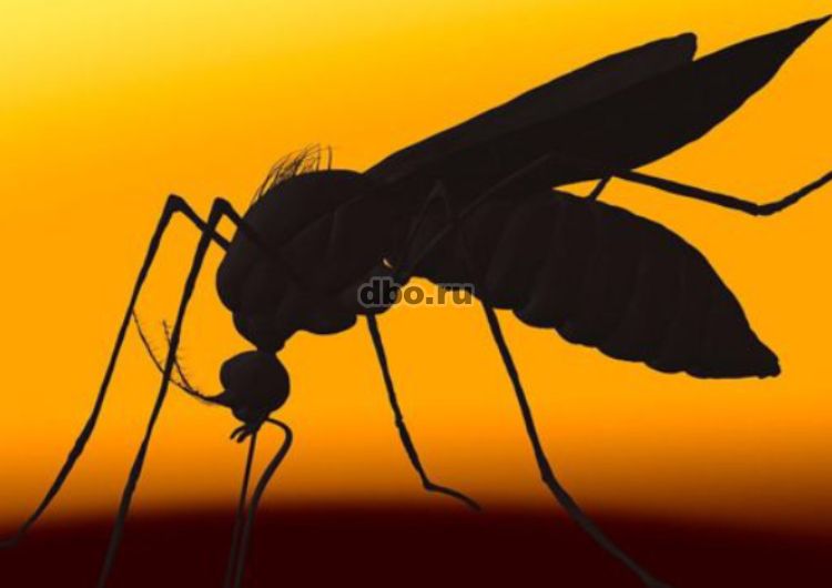 Фото: Обработка от комаров, клещей, тли.