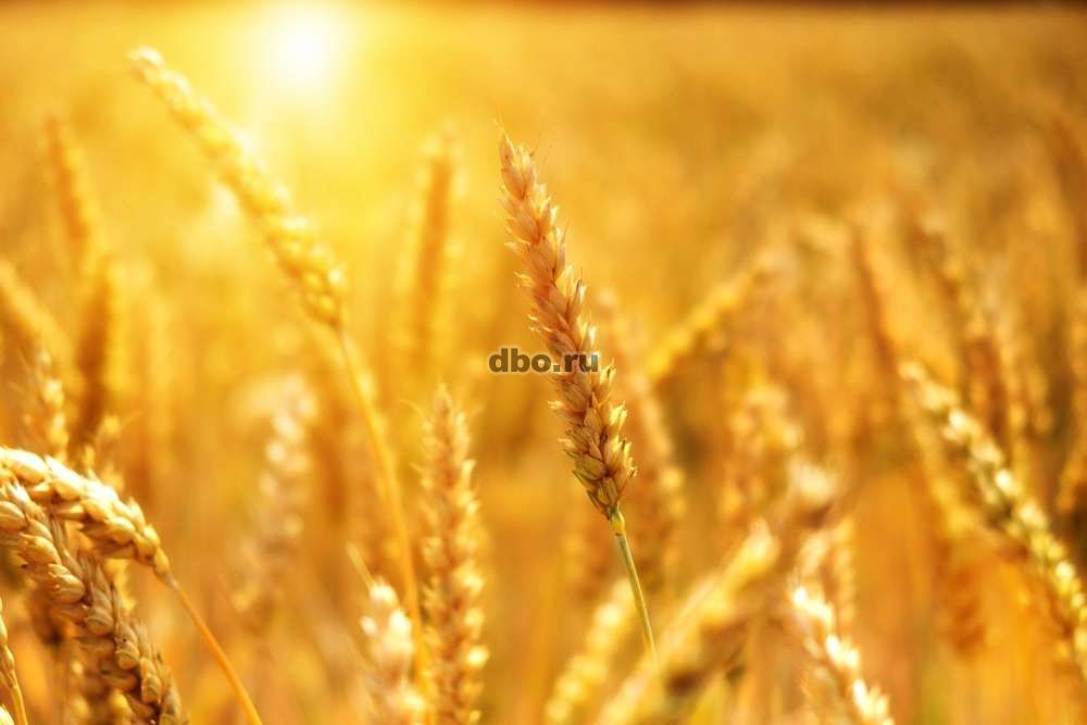 Фото: Пшеница 4 класса оптом от производителя.