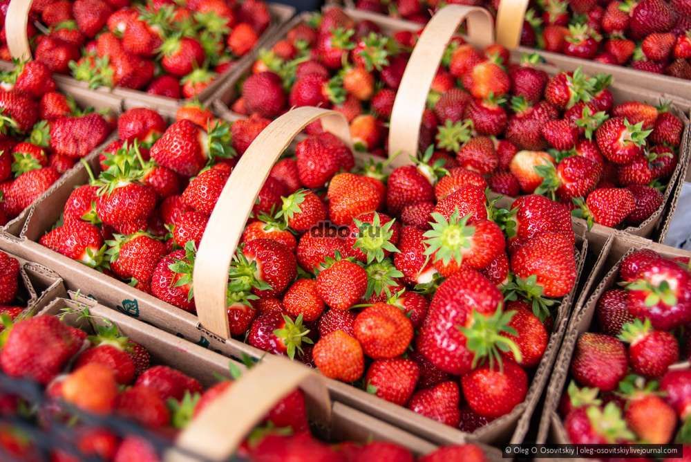 Фото: Бригада на сбор ягод(клубника, малина)