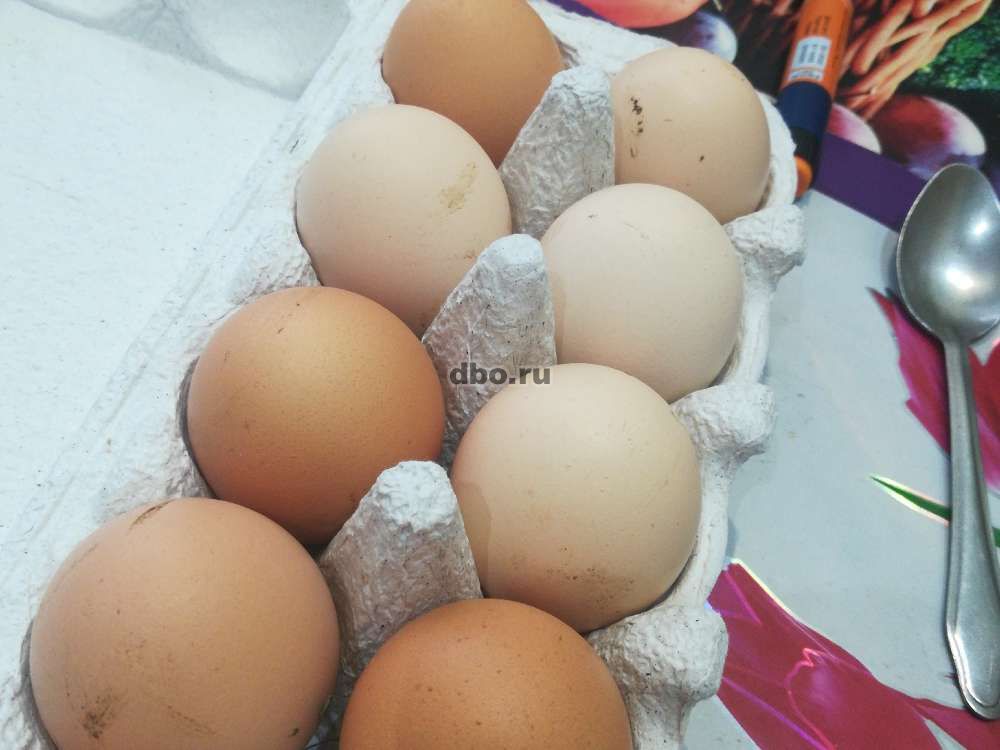Фото: Домашние яйца