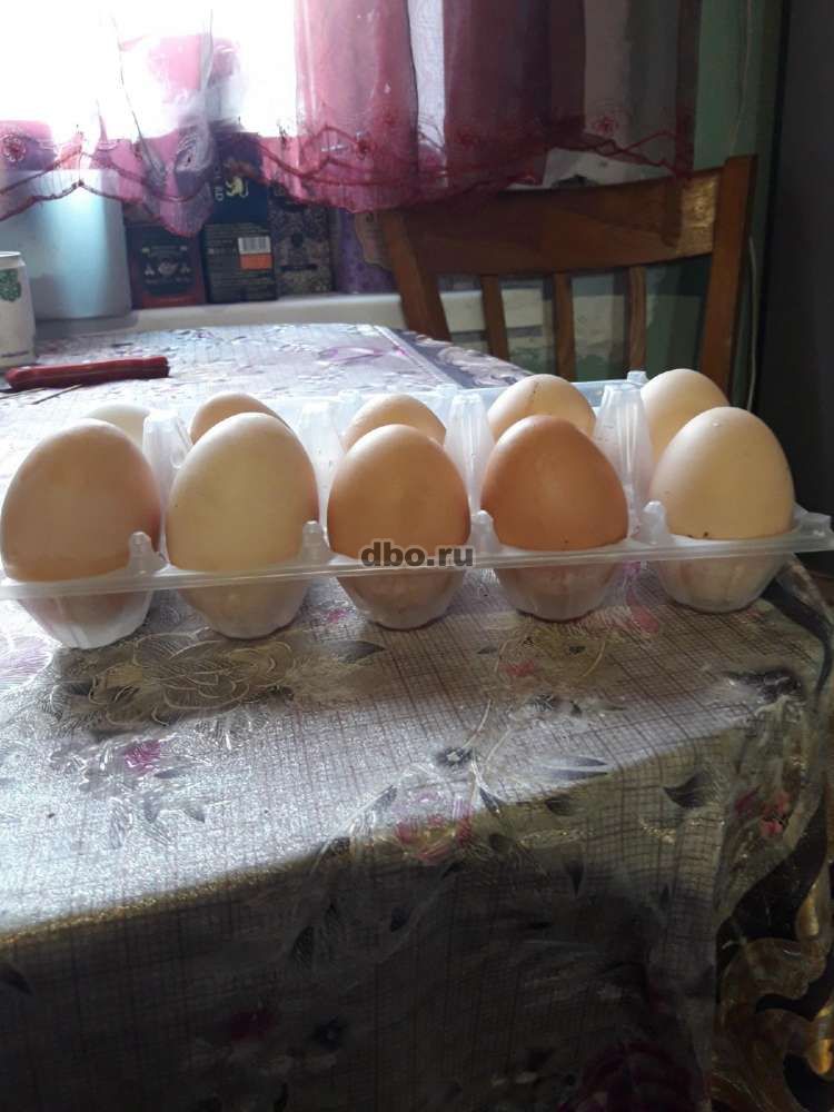 Фото: Яйцо куриное домашнее